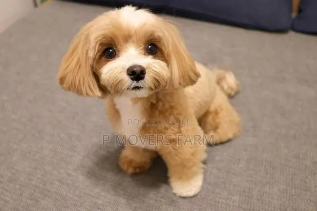 1-3 months Male Purebred Poodle · Photo 1