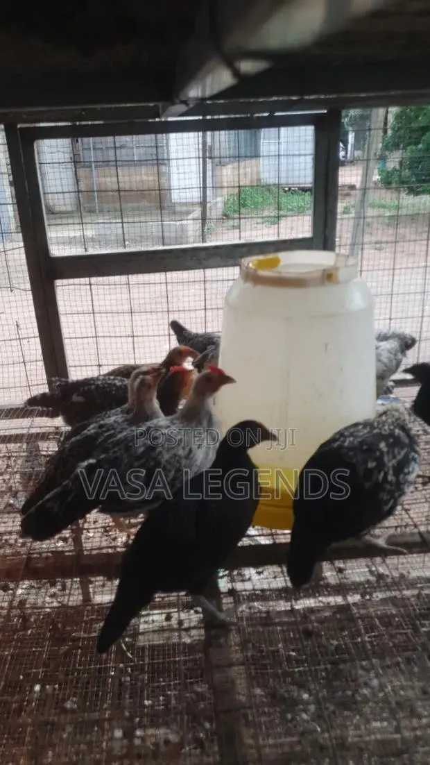3 Months Old Local Fowl · Photo 1