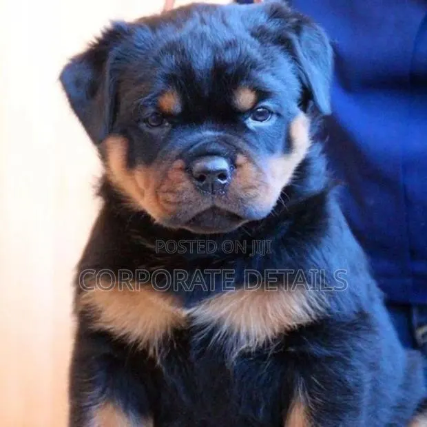 6-12 months Male Purebred Rottweiler · Photo 1