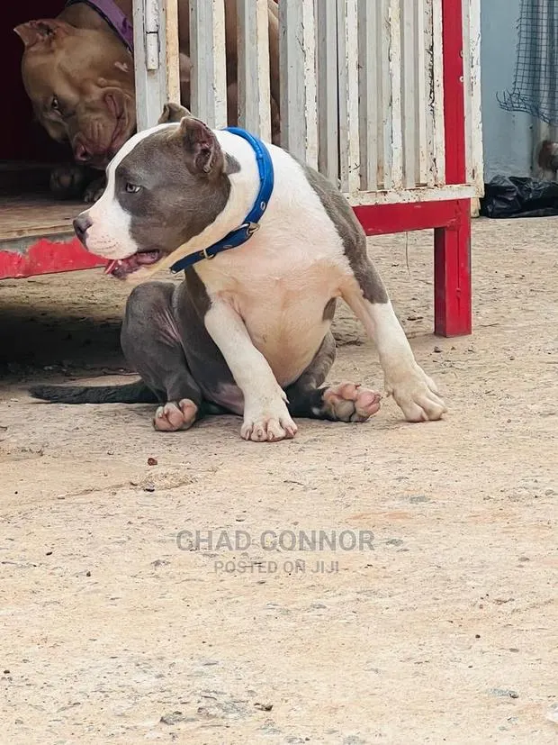 1-3 Months Male Purebred American Bully · Photo 1