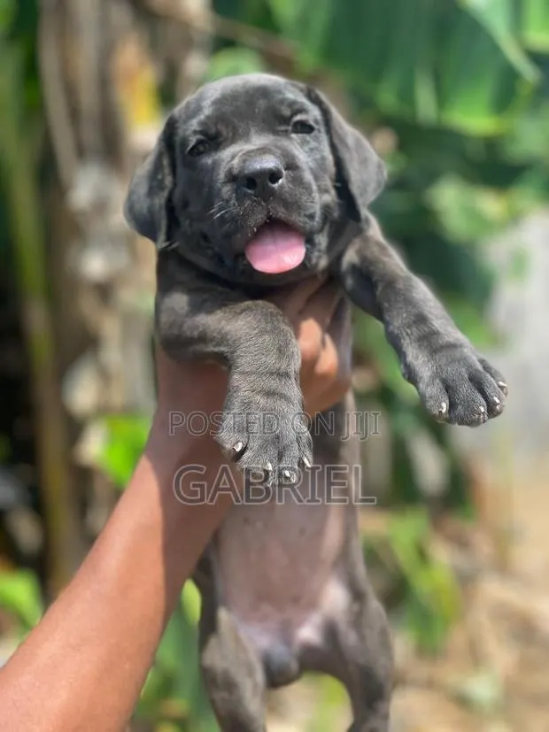 1-3 months Female Purebred Cane Corso · Photo 1