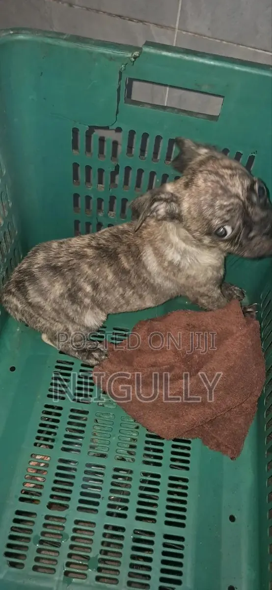 1-3 months Male Purebred Pug · Photo 1