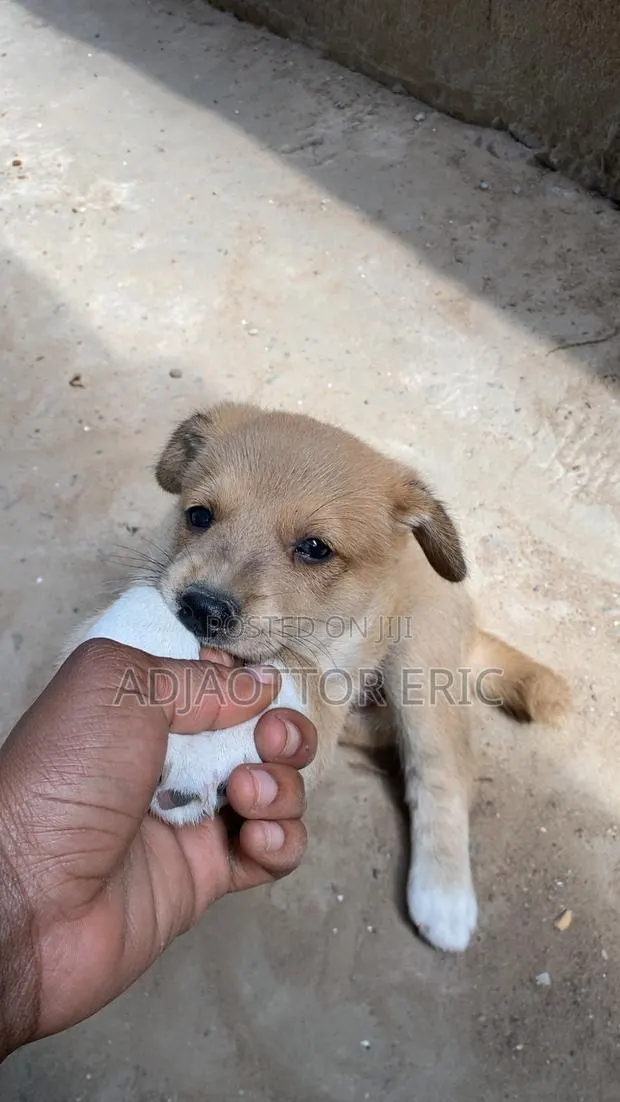0-1 month Male Mixed Breed Dog · Photo 4