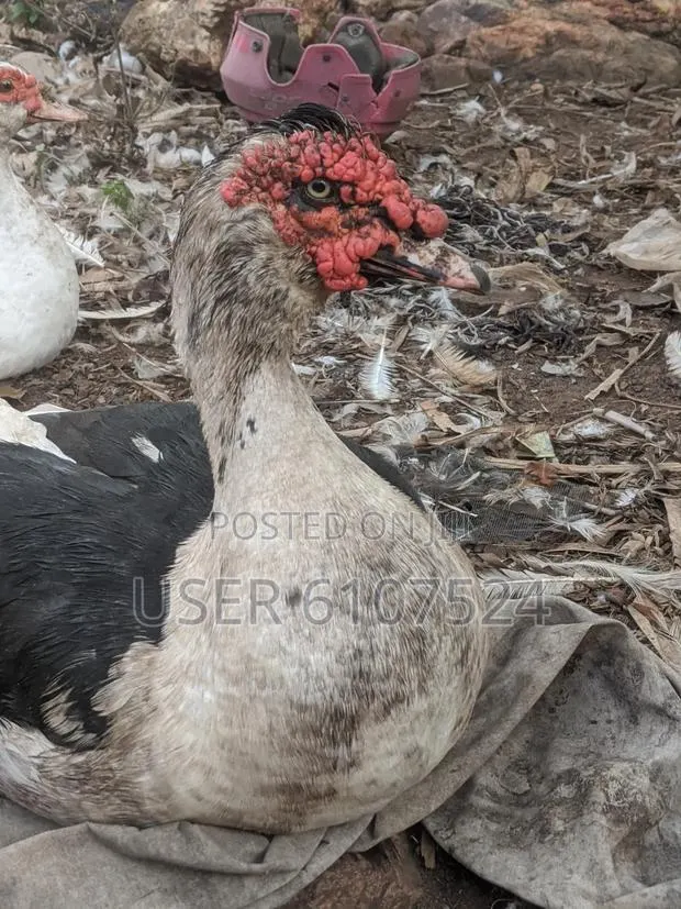 A Matured Huge Duck for Sale · Photo 1