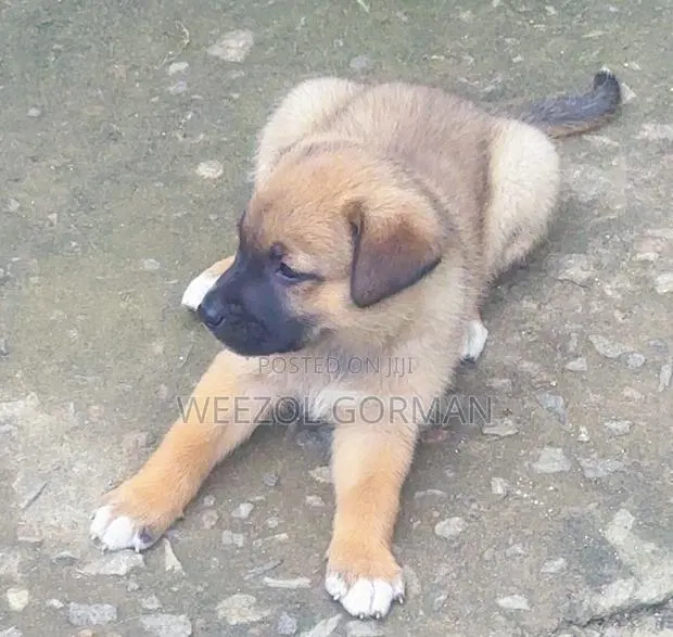1-3 months Male Purebred German Shepherd · Photo 1