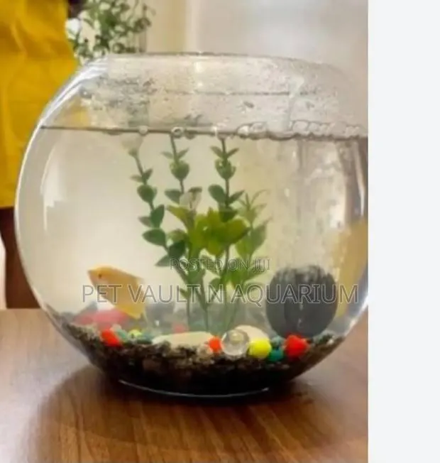 Fish Bowl Package · Photo 1