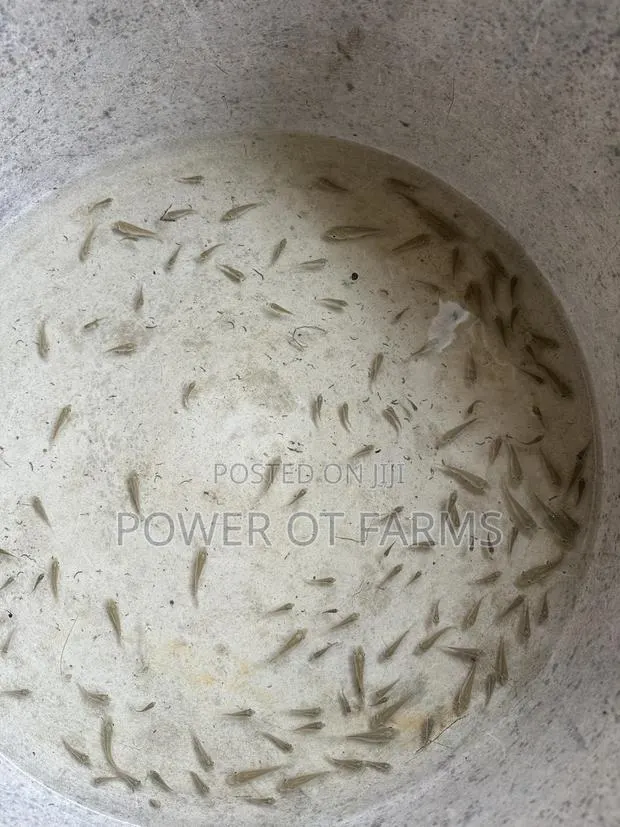 Tilapia Fingerlings · Photo 1