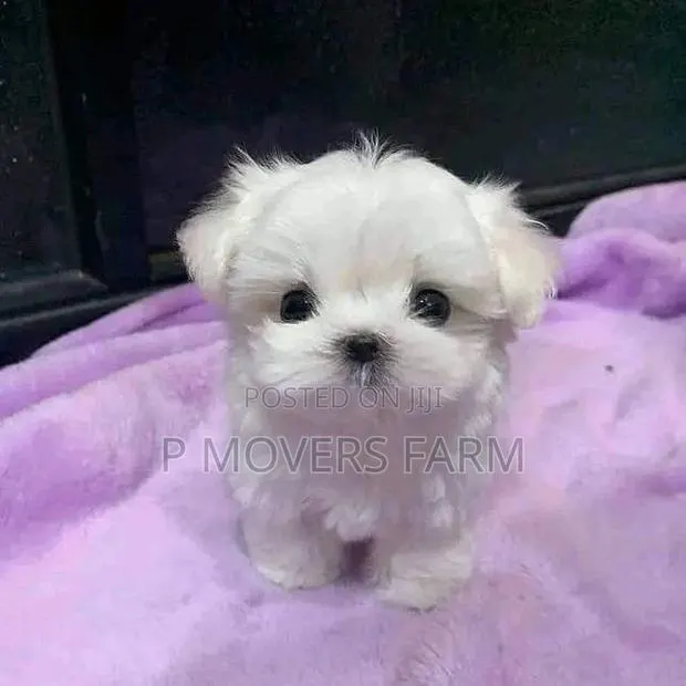 1-3 months Female Purebred Maltese · Photo 1