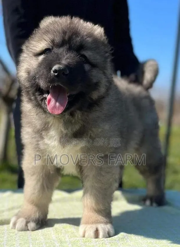 1-3 months Male Purebred Caucasian Shepherd · Photo 1