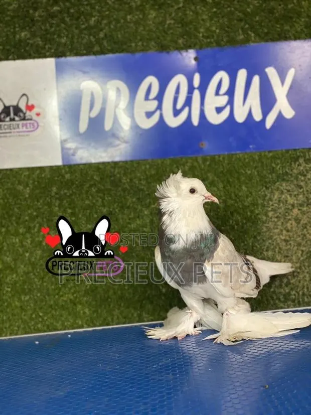 Gaint Hungarian House Pigeons · Photo 1