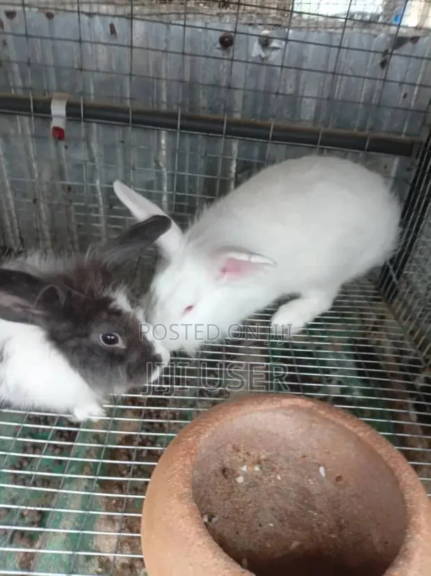 Best Rabbits · Photo 8