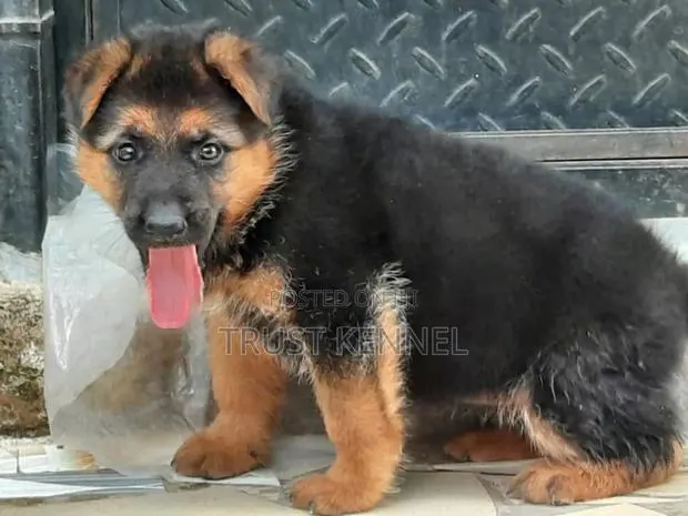 1-3 months Male Purebred German Shepherd · Photo 1