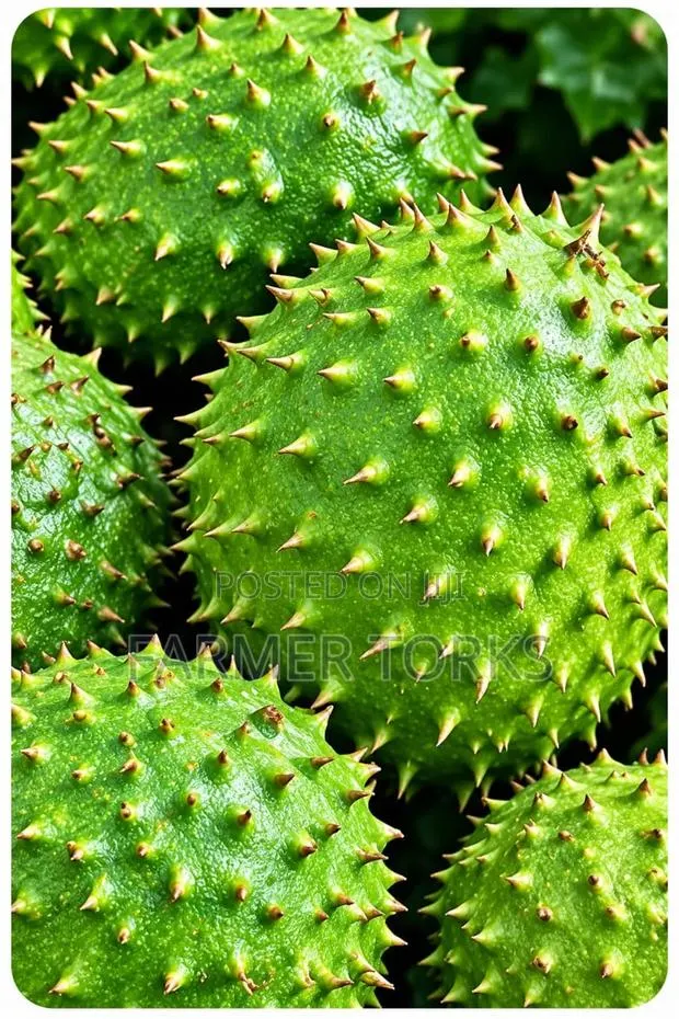 Soursop Friut · Photo 1