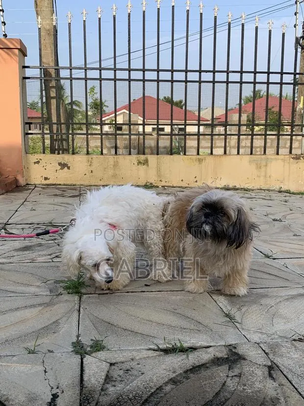1+ year Male Purebred Shih Tzu · Photo 1