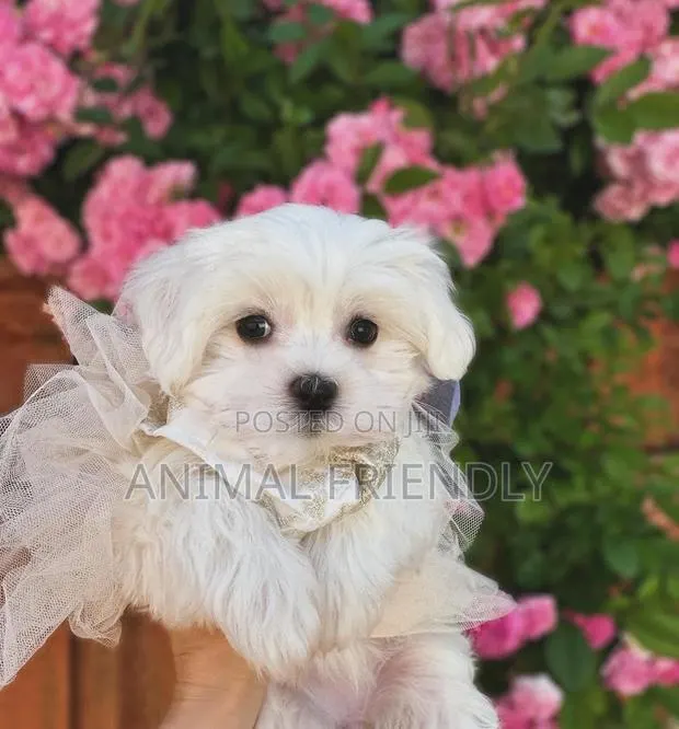 1-3 months Female Purebred Maltese · Photo 1