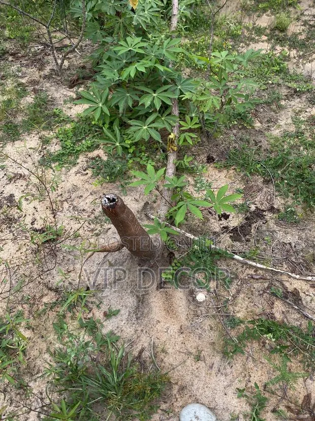 Cassava in HO · Photo 2