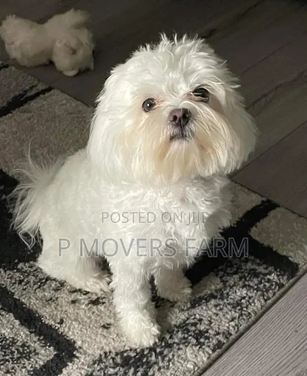 1-3 months Male Purebred Poodle · Photo 1