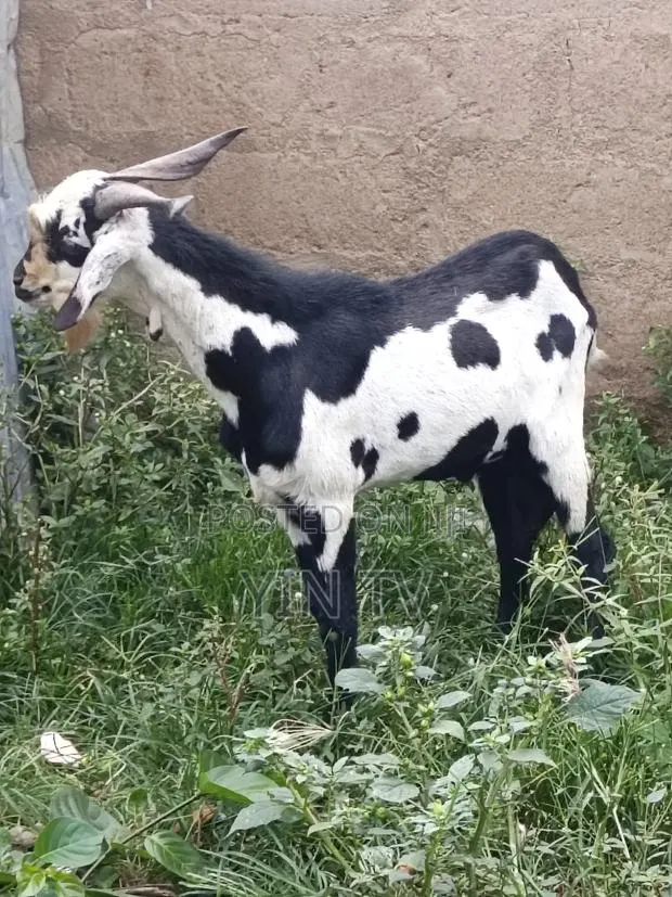 Male Goat for Sale · Photo 1