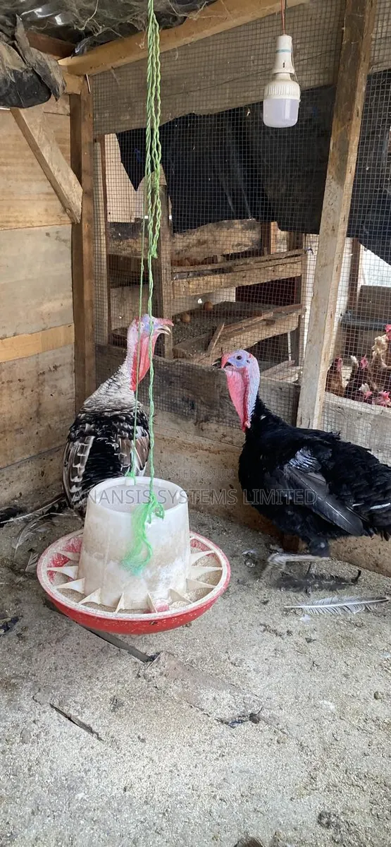 Turkey for Sale · Photo 1