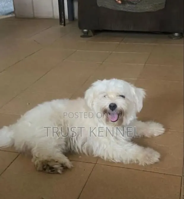 1-3 months Male Purebred Maltese · Photo 1