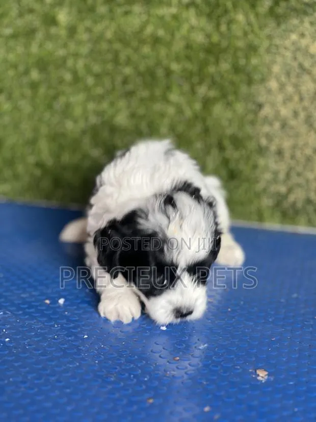 1-3 months Male Purebred Poodle · Photo 5