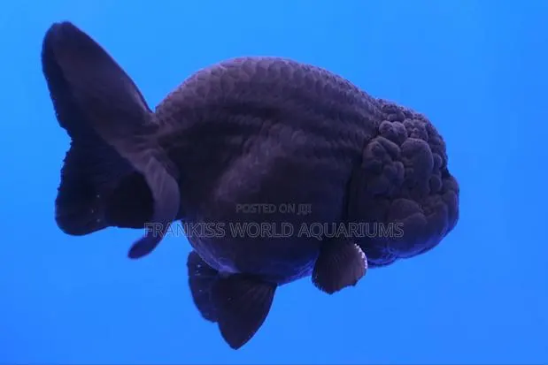 Black Lion Head Fish · Photo 2