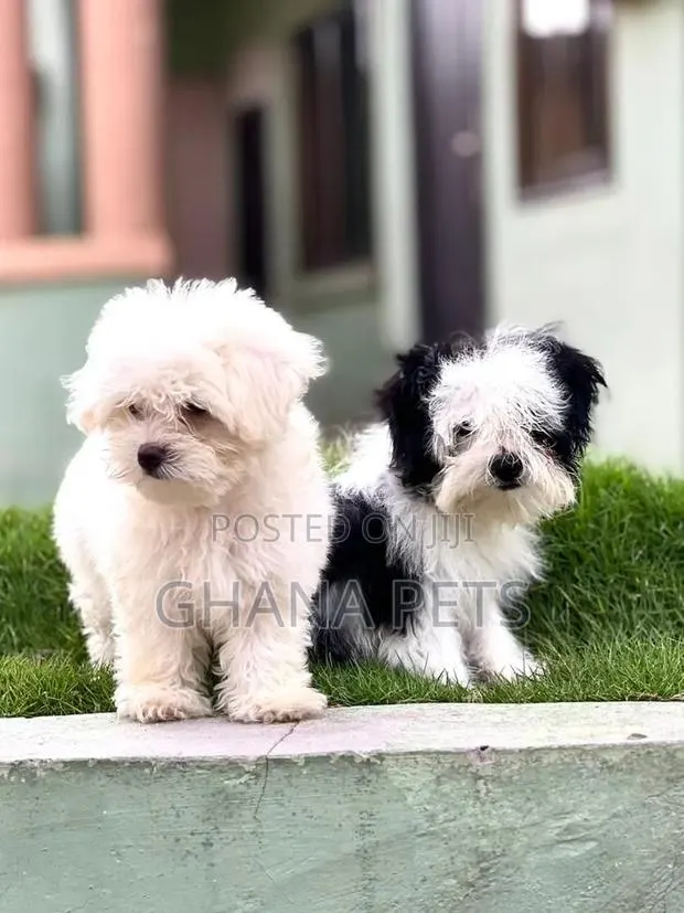 1-3 months Male Purebred Poodle