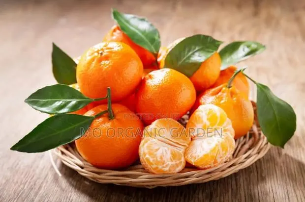 Tangerine Plant Seedling · Photo 1