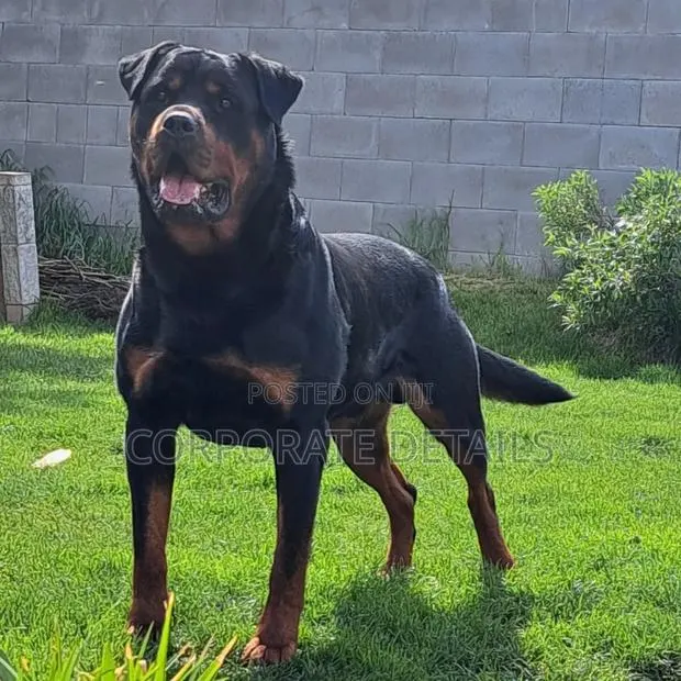 1+ year Male Purebred Rottweiler · Photo 1