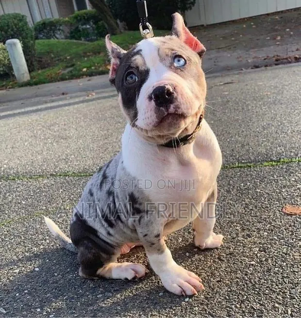 1-3 months Female Purebred American Pit Bull Terrier · Photo 1