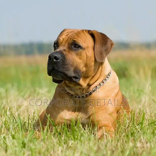 1+ year Male Purebred Boerboel · Photo 1