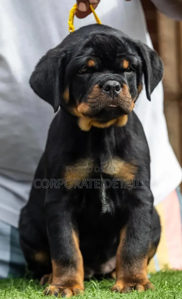 3-6 months Female Purebred Rottweiler · Photo 1
