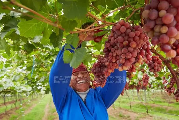 Jumbo Hybrid Grapes · Photo 3