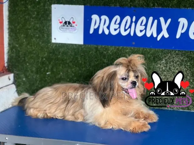 3-6 months Female Purebred Shih Tzu · Photo 1