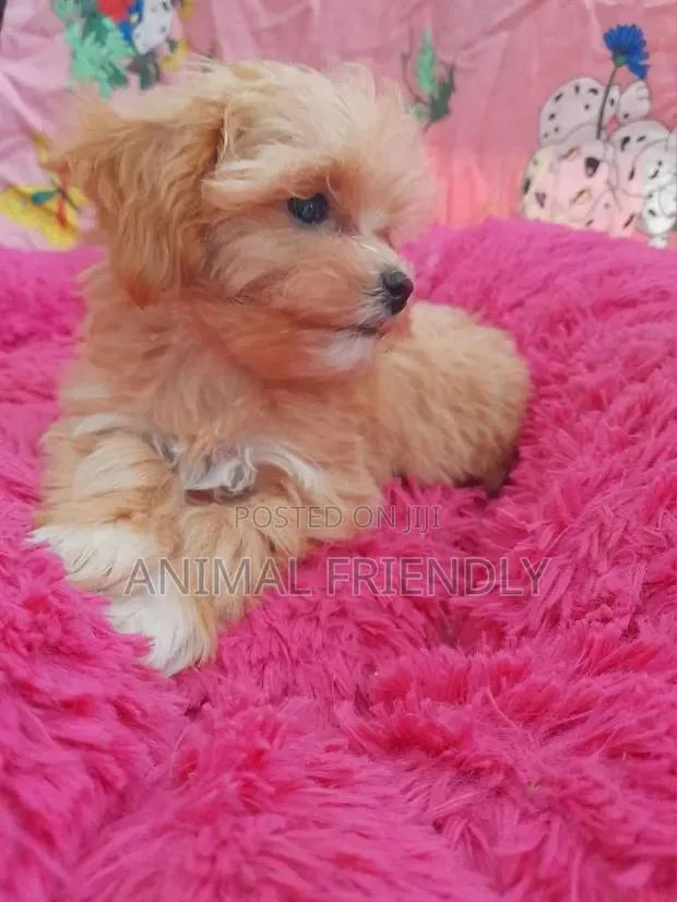 1-3 months Female Purebred Poodle · Photo 1