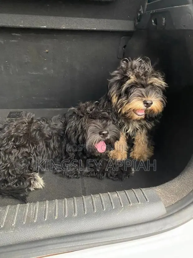3-6 months Male Purebred Poodle · Photo 1