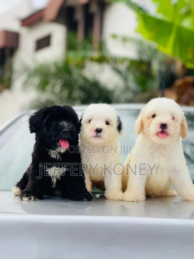 1-3 months Male Purebred Poodle · Photo 1