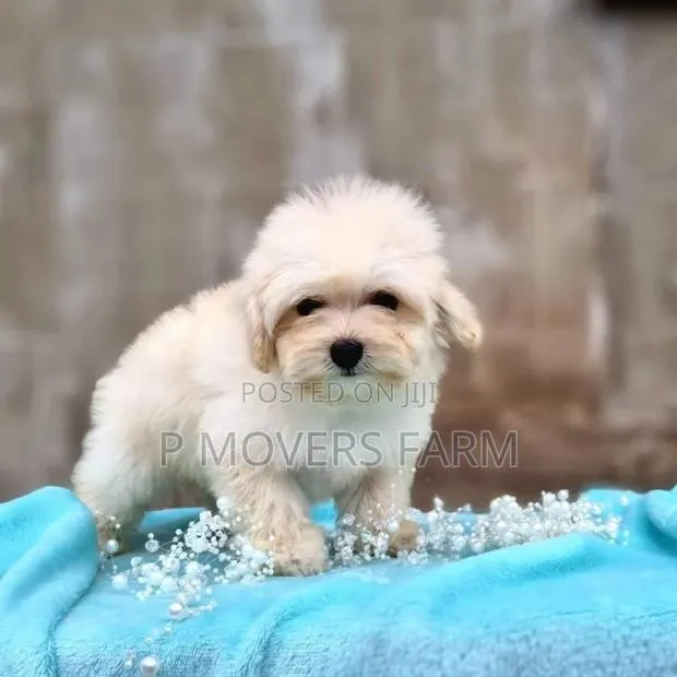 1-3 months Male Purebred Poodle · Photo 1