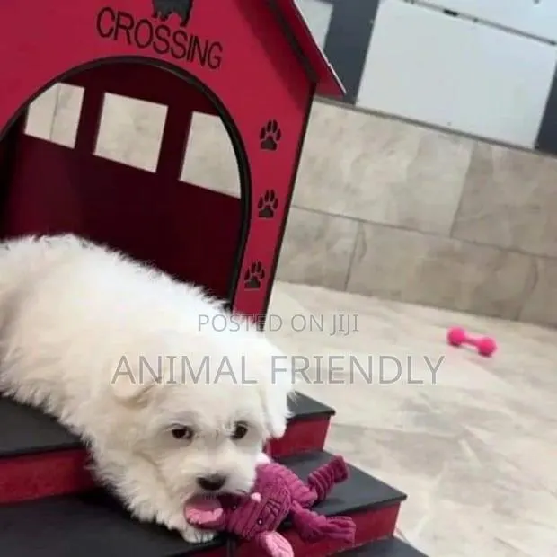 1-3 months Male Purebred Poodle · Photo 1