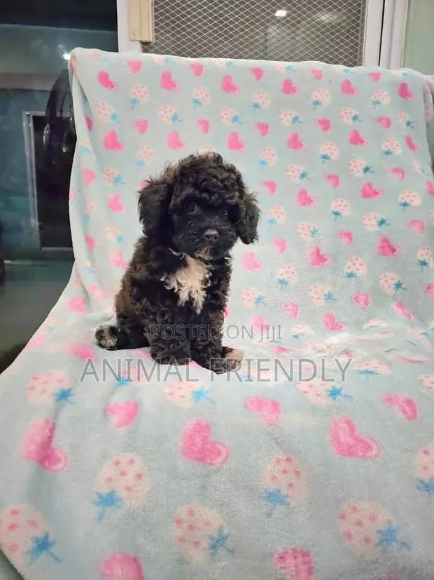 1-3 months Female Purebred Poodle · Photo 1