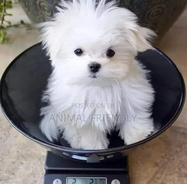 1-3 months Male Purebred Maltese · Photo 1