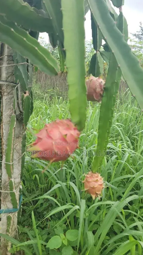 Dragon Fruit Cuttings · Photo 3