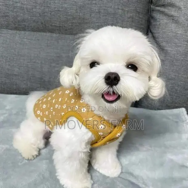 1-3 months Female Purebred Maltese · Photo 1