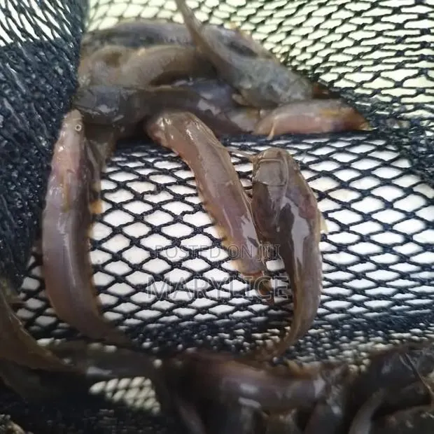 Catfish Juveniles Available for Sale · Photo 1