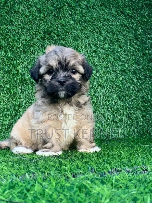 1-3 months Male Purebred Poodle · Photo 1