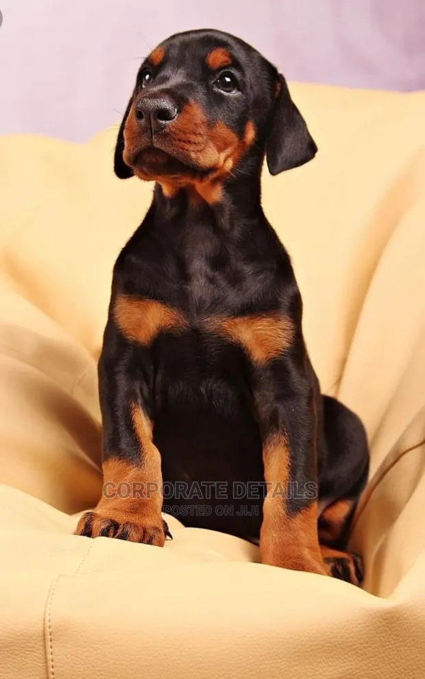 1-3 months Male Purebred Doberman Pinscher · Photo 1
