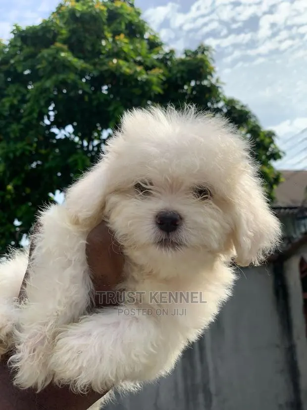 1-3 months Female Purebred Maltese · Photo 1