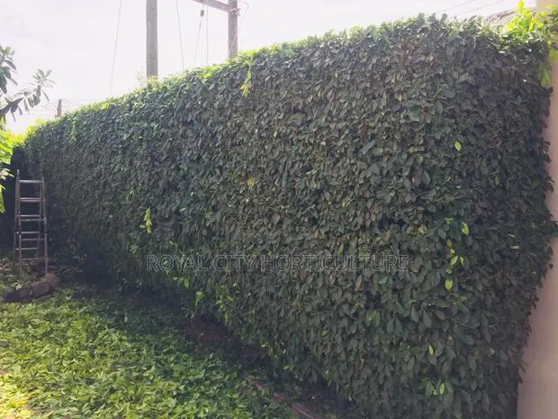 Bossgarden Is Here to Serve You All Kinds of Gardening Works · Photo 1