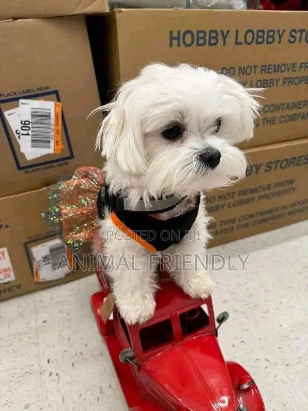 1-3 months Female Purebred Poodle · Photo 1
