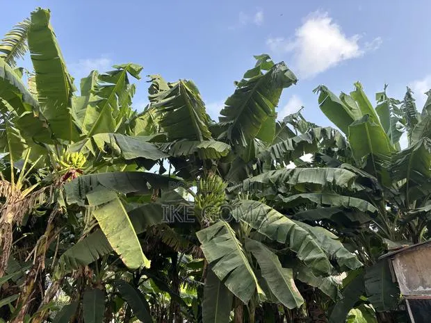 Fresh Plantain · Photo 1